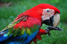 冷知识科普：鹦鹉的嘴巴需要修剪吗？很多人忍不住，真不建议动手图片