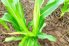 玉米喷除草剂出现药害，大娘“霸气”追责，农资老板如何自证清白图片