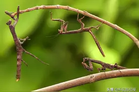 说谎是孩子正常发育的指标,欺骗是一种进化策略图片