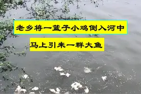 广州老乡将一篮小鸡倒下河，一群大鱼蜂拥而至，小鸡瞬间消失一半图片