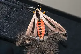 不常见的“怪异”昆虫，为何让看过它的人，再也不愿意看第二遍？图片