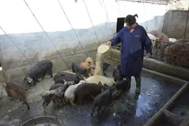 养一头260斤左右的猪，出栏后利润是多少？图片