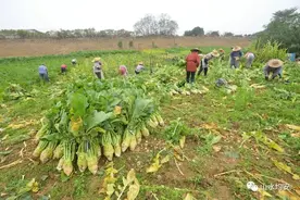 威水！顺德大头菜成功登榜！图片