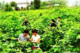 周末到潼南｜摘鲜果、钓鱼虾，乡村休闲旅游来这里 →图片