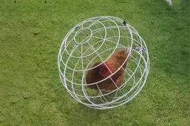 小哥5亩草地生态养殖1鸡住1球形鸡笼，“随鸡移动”，趣味性十足图片