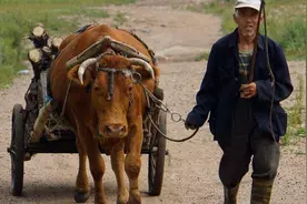 国外的牛肉能煎牛排，同样都是牛肉，为何国内的牛却不行？图片