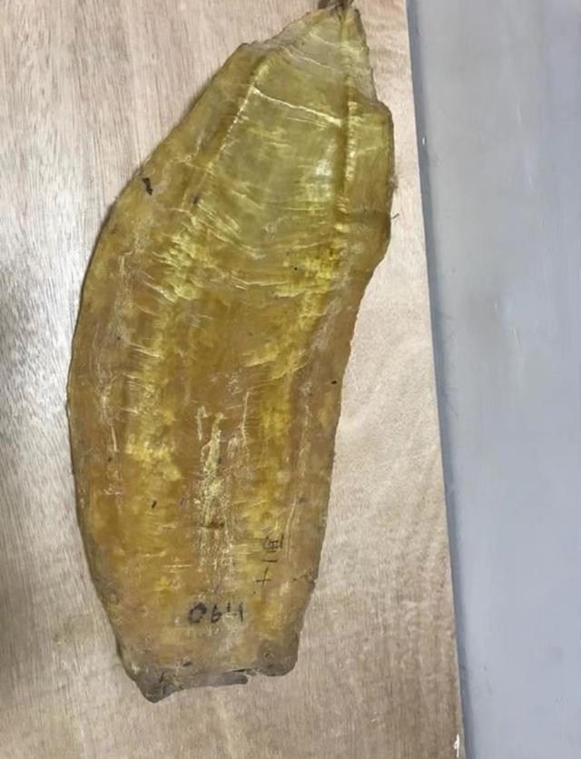 花胶鸡的花胶 2026年花胶鸡的花胶是什么东西