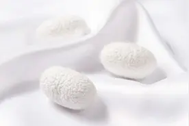 怎样选购蚕丝被？怎样鉴别蚕丝被的真假？如何买到优质的蚕丝被？图片