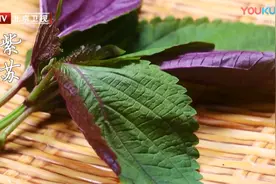 这种叶子泡水，祛湿解暑增强免疫力…夏天很容易买到图片