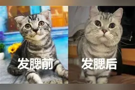 中年颜值杀手除了发福，还有发腮！图片