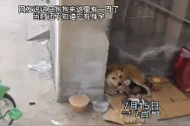 流浪狗在小区楼下辗转，几天后生下幼崽：原来是在找地生孩子图片