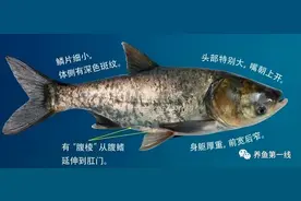 鲤科食用鱼六兄弟：青、草、鲢、鳙、鲤、鲫的辨认图片