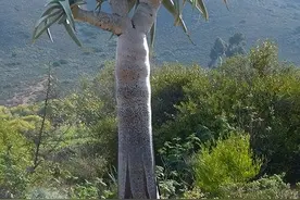 芦荟就是“小药箱”，家里养一盆，切片叶子抹抹脸，既美白又健康图片