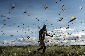 联合国预警全球蝗灾，中国如何应对？图片