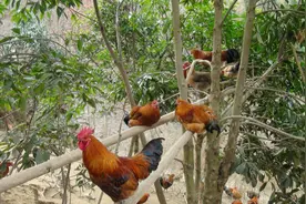 「兽用」荆防败毒散，临床适应症（实操版）图片