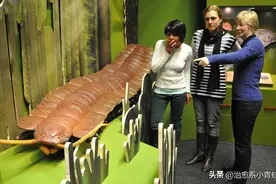 世界上最大的蜈蚣究竟有多大？图片