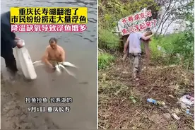 不能捞？长寿湖野生鱼成群浮头，渔业公司呼吁：大家别来捡鱼了图片