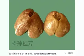 鸡的 26 种禽肝病（上）图片