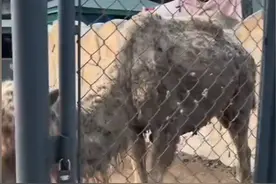 北京某动物园没人管，骆驼驼峰都塌了，网友：打包送攀枝花动物园图片