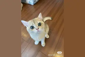 段永平论产品差异化图片