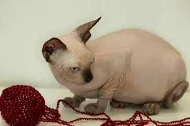 “智商超高”的无毛猫，为何少人养？这几点真让人难以接受图片