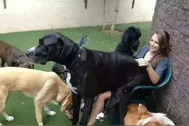 狗狗用屁股对着你，是在暗示你“这些事”图片