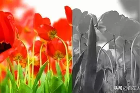 色盲的世界是什么样的？和正常人看到的世界有什么区别？图片