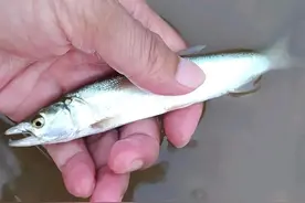 长江的“隐患”：掠食性的鱤鱼肆意繁殖，十年禁渔“功亏一篑”？图片