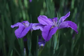 心中若有桃花源，目之所及皆风景图片