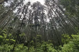 杉木木材价格几乎腰斩，还值得投资种植吗？图片