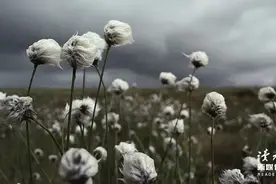 老戏骨宁被封杀不肯低头：人生最好的状态，一定是这一种图片