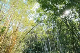 为什么镜子不能对着窗放图片