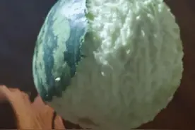 兔子咬西瓜一千多口没吃到瓤，画面萌翻网友，给主人剥西瓜皮吗？图片