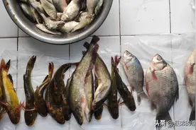 立夏后怎么夜钓？钓远还是钓近？钓深还是钓远？一文解读令你明白图片