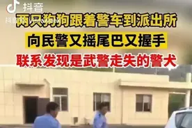 浙江衢州：两条狗狗跟随警车来到派出所！警察：原来是走丢的警犬图片