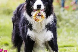 边牧的多项训练计划！图片