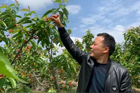 「嗨在贵州·采摘」乌当下坝 酸酸甜甜的味道等你来图片