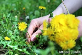 20种春天吃的野菜，你吃过几种？一起来认识一下，长知识不吃亏图片