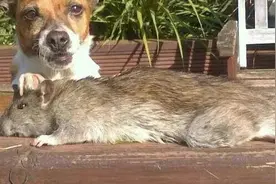 英国捉到比狗还大的老鼠，长达半米多，不是海狸鼠！为何这么大？图片