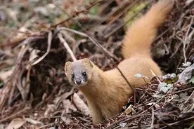 老人常说碰到黄鼠狼要放生，究竟为什么要放生呢？图片