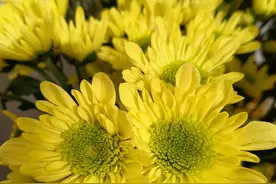 华为p50pro 同一场景下拍摄，为什么出片差异这么大？图片