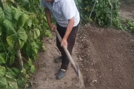 小葱什么时间撒最适应图片