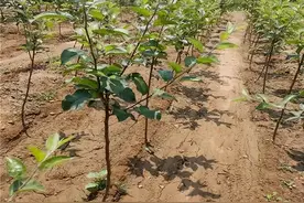 5年前农妇果树突然不明枯死，村民请来“高人”，勘察后发现蹊跷图片