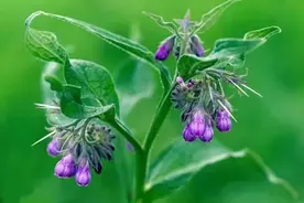 紫云膏是治疗皮肤病的润肌膏，对多种皮肤病都有极佳的效果图片