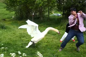 为什么动物都怕鹅？别被鹅的外表骗了，它一直都是“禽类刺客”图片