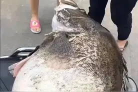 50斤巨型鳜鱼现身千岛湖，这才叫“胖如猪”，鳜鱼真能长这么大？图片