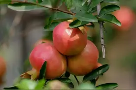 石榴花芽分化的基本特点有哪些？图片