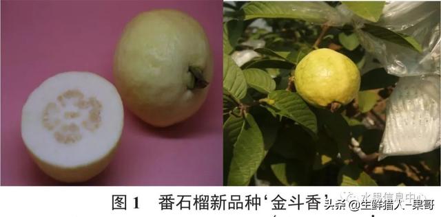 小众水果芭乐，又被茶饮店们带火了，最全芭乐说明书