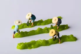 你以为你用的青芥末，是真芥末吗？太天真了图片