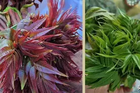 春天买香椿，记得要区分“红叶”和“绿叶”，差别挺大，别买错了图片